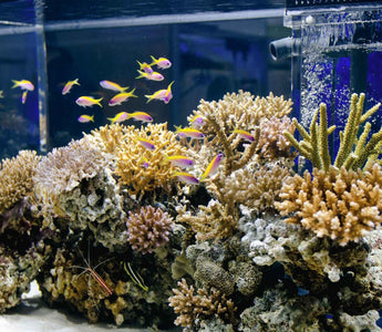 Determination of salinity in your reef tank with SmartRef Digital Refractometer