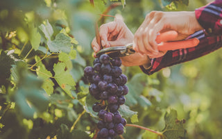Smarter Harvest Decisions – Discover the Power of GPS with the Wine Meister App