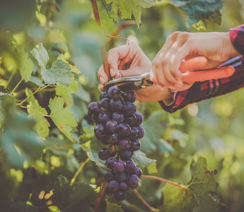 Smarter Harvest Decisions – Discover the Power of GPS with the Wine Meister App