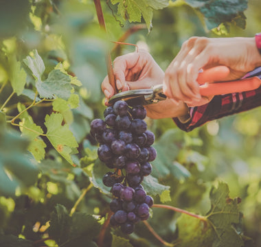 Smarter Harvest Decisions – Discover the Power of GPS with the Wine Meister App
