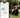 Urine specific gravity monitoring of your pet with the SmartRef Refractometer