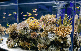 Determination of salinity in your reef tank with SmartRef Digital Refractometer