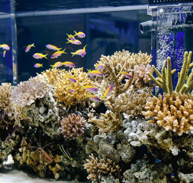Determination of salinity in your reef tank with SmartRef Digital Refractometer