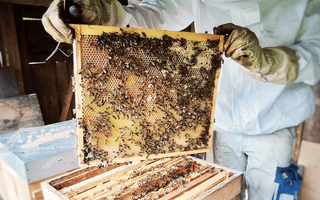 A day of our product specialist with a beekeeper: From hive to honey