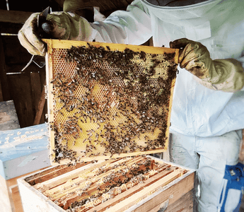 A day of our product specialist with a beekeeper: From hive to honey