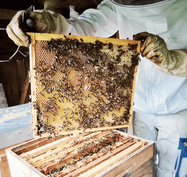 A day of our product specialist with a beekeeper: From hive to honey