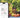 Determine sugar content in fruits with the SmartRef Digital Refractometer